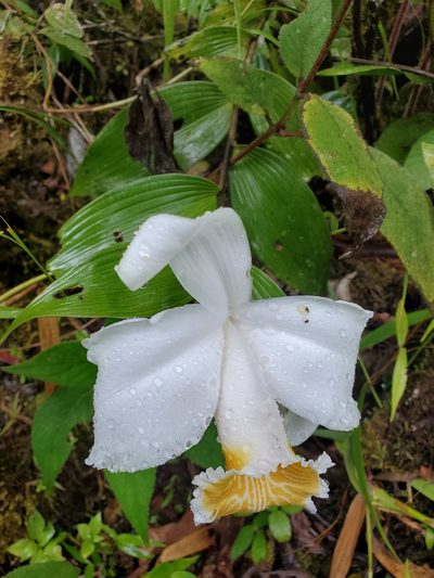 Sobralia chrysostoma, photographed by Tom Field