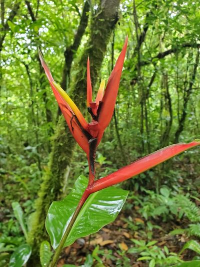 Heliconia mathiasiae, photographed by Tom Field