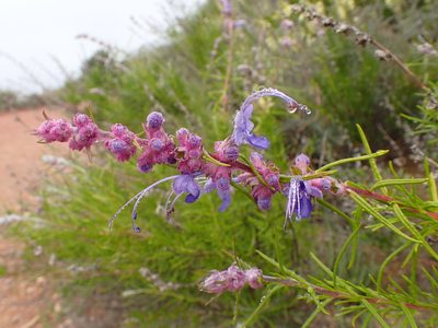 Trichostema lanatum, photographed by George Williams