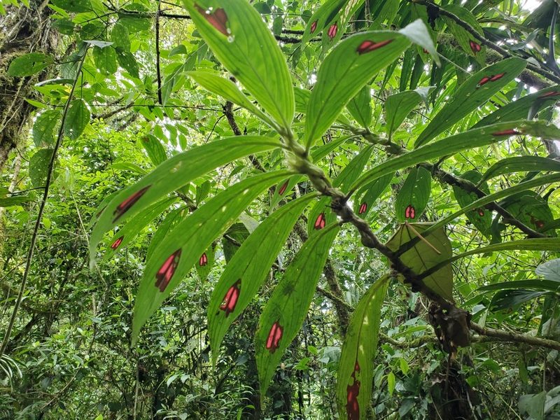 Columnea consanguinea, photographed by Tom Field