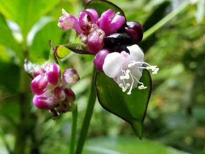 Tradescantia zanonia, photographed by Tom Field