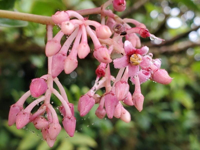 Parathesis glabra, photographed by Tom Field