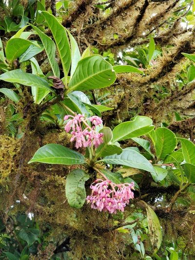 Parathesis glabra, photographed by Tom Field