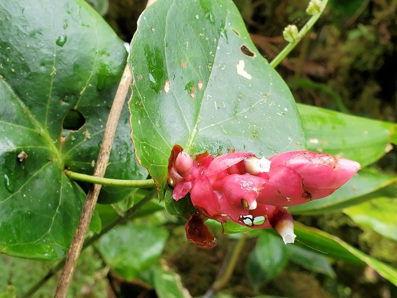 Cavendishia complectens, photographed by Tom Field