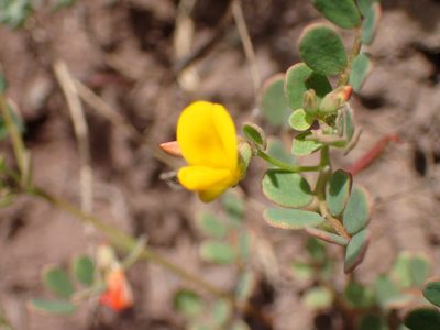 Acmispon maritimus, photographed by George Williams