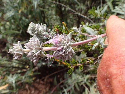 Salvia leucophylla, photographed by George Williams