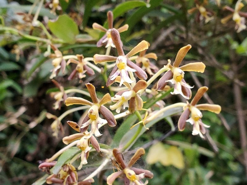 Epidendrum exasperatum, photographed by Tom Field
