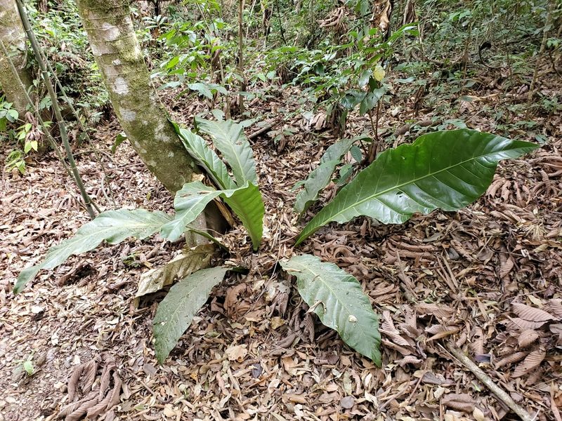 Anthurium salvinii, photographed by Tom Field