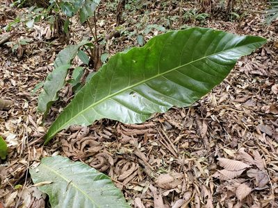 Anthurium salvinii, photographed by Tom Field