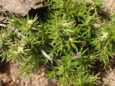 Galium andrewsii, photographed by George Williams