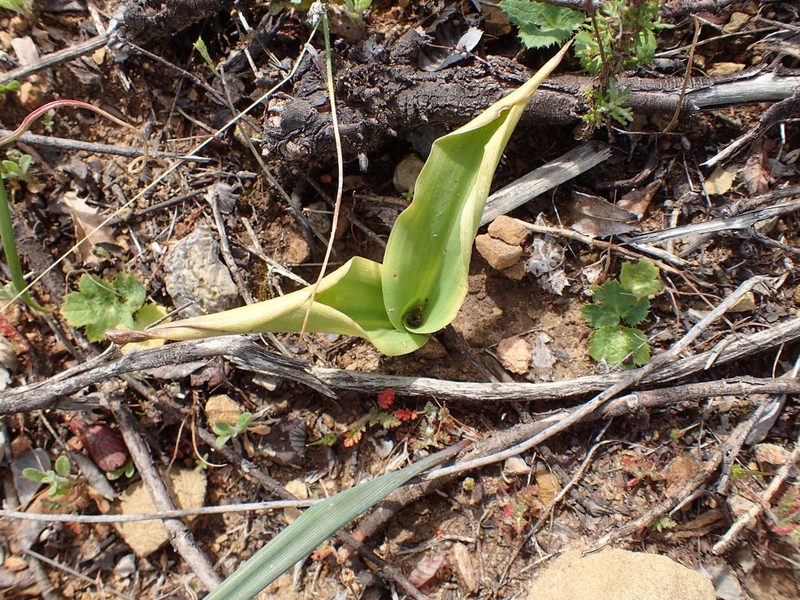 Platanthera elongata, photographed by George Williams