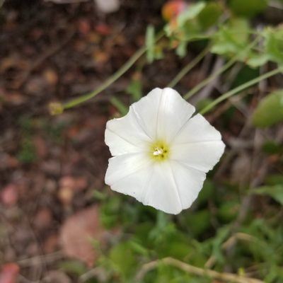 Calystegia macrostegia, photographed by James C. Davis