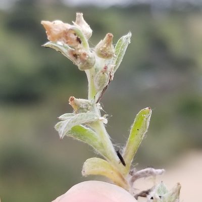 Gamochaeta stagnalis, photographed by James C. Davis