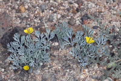 Eschscholzia minutiflora, photographed by Steve Matson