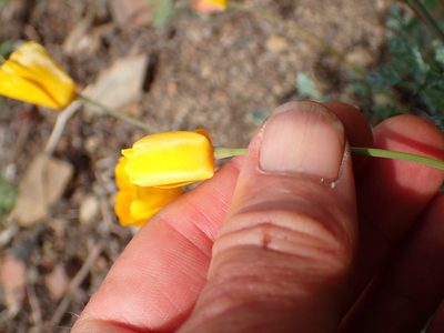 Eschscholzia caespitosa, photographed by George Williams