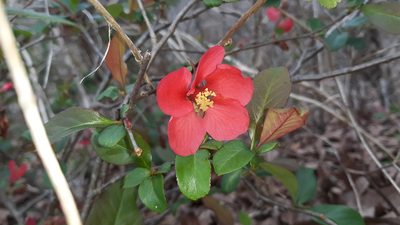 Chaenomeles speciosa, photographed by Lindsey G.