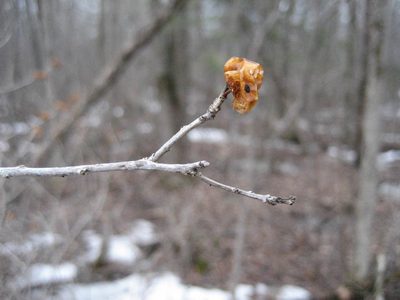 Ilex verticillata, photographed by rboles