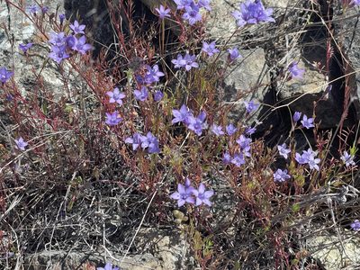 Gilia achilleifolia, photographed by rappman