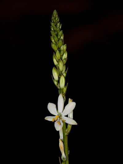 Trihesperus glaucus, photographed by Manuel Roncal
