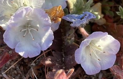 Phacelia douglasii, photographed by Henrik Kibak
