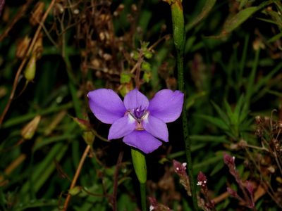 Ennealophus foliosus, photographed by Manuel Roncal