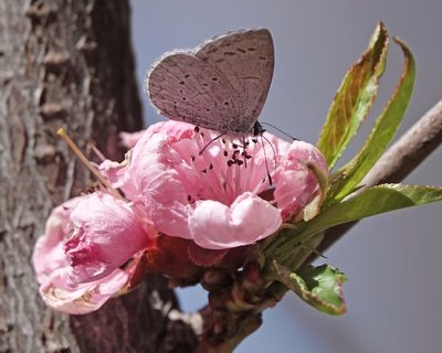 Prunus persica, photographed by Roger Rittmaster
