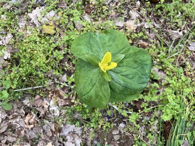 Trillium luteum, photographed by jmarlin