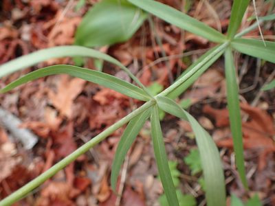 Fritillaria ojaiensis, photographed by George Williams