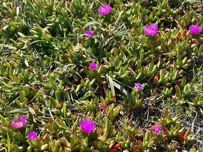 Carpobrotus chilensis, photographed by Chuck Wilson