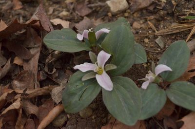 Trillium nivale, photographed by pmrsco