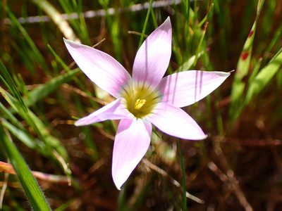 Romulea rosea, photographed by Cricket Raspet