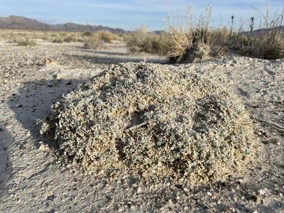 Astragalus phoenix, photographed by Matt Berger