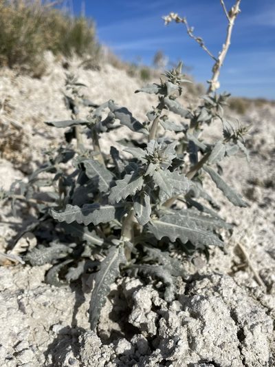 Mentzelia leucophylla, photographed by Matt Berger