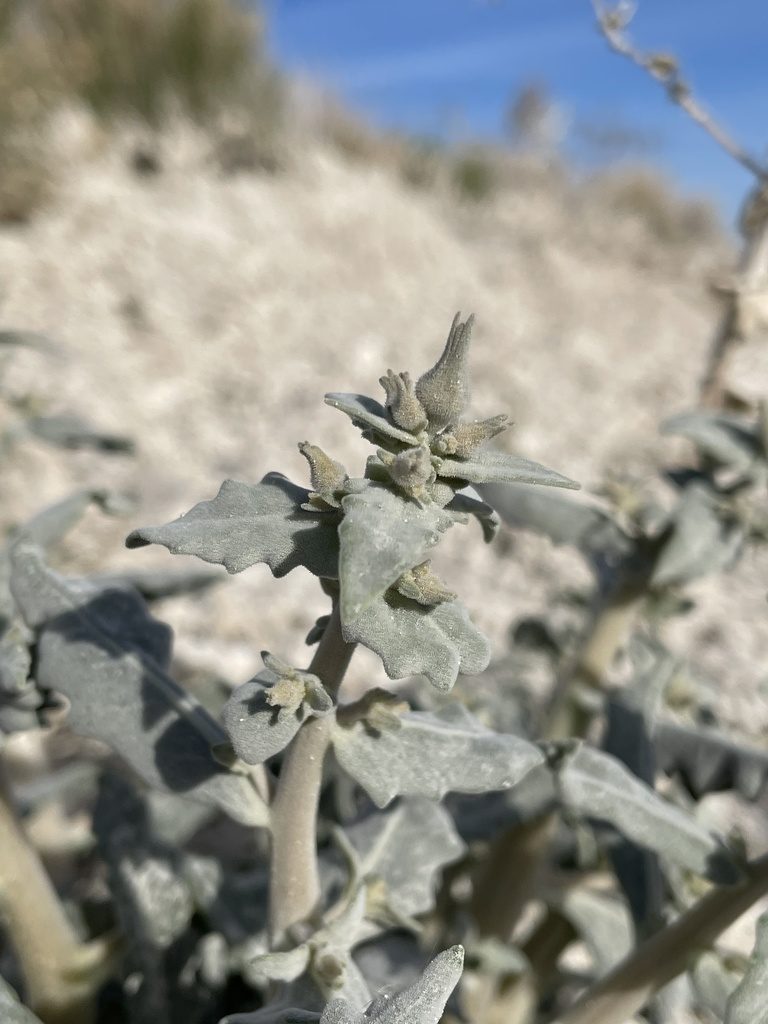 Mentzelia leucophylla, photographed by Matt Berger