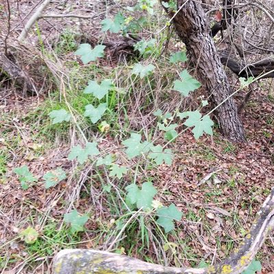 Marah macrocarpa, photographed by James C. Davis