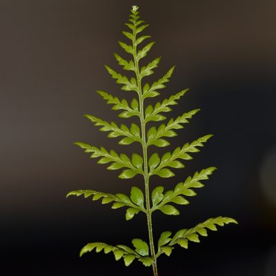 Pityrogramma calomelanos, photographed by kbkash