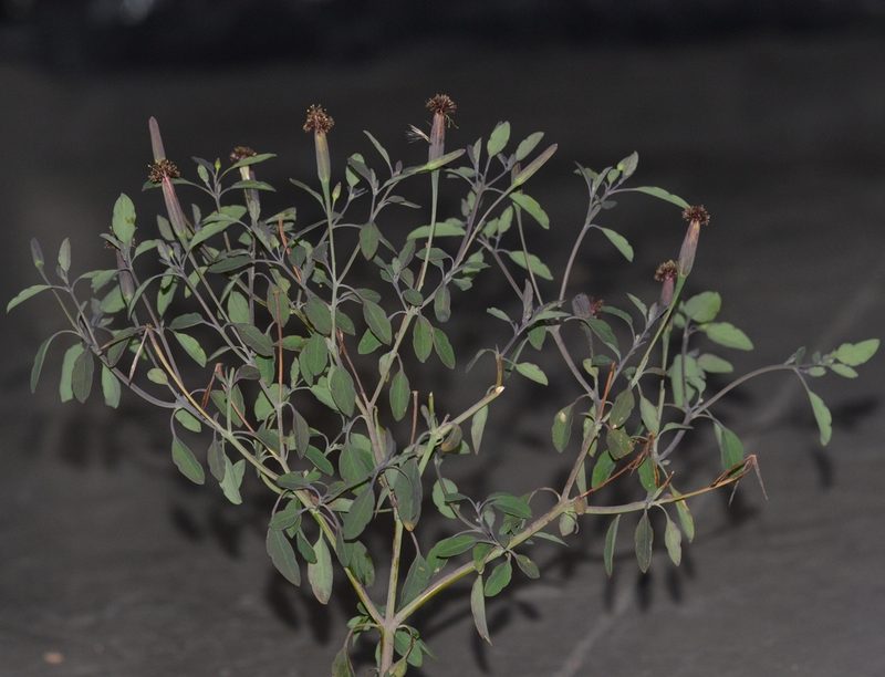 Porophyllum ruderale, photographed by kbkash