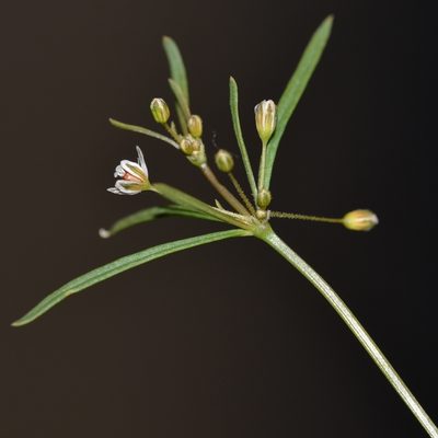 Mollugo verticillata, photographed by kbkash
