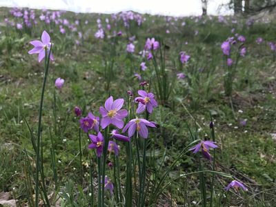 Olsynium douglasii, photographed by Cindy Bell