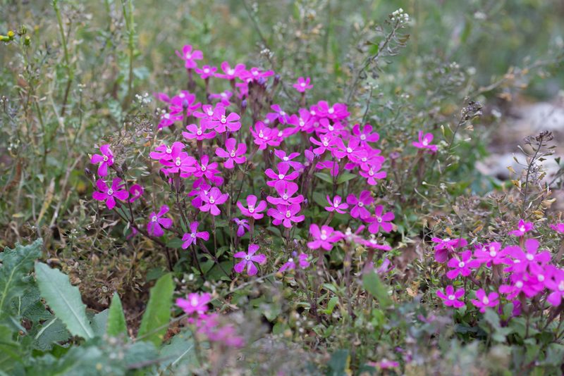 Silene pseudoatocion, photographed by Tim Johnson