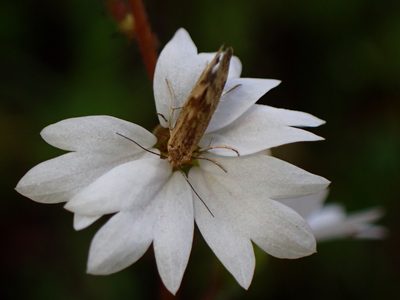 Lithophragma affine, photographed by Cricket Raspet