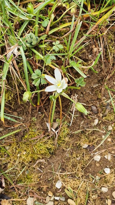 Ornithogalum exscapum, photographed by Andrea Meucci