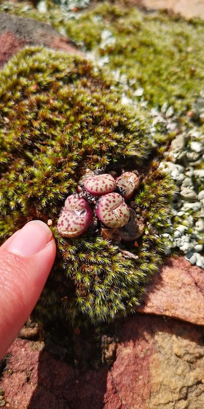Conophytum obcordellum, photographed by leandra-k_89