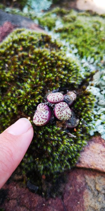 Conophytum obcordellum, photographed by leandra-k_89