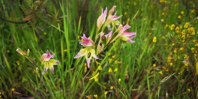 Gladiolus venustus, photographed by leandra-k_89