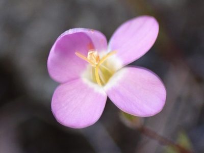 Leptosiphon ambiguus, photographed by Cricket Raspet
