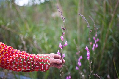 Antirrhinum barrelieri, photographed by Tim Johnson