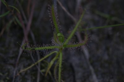 Drosera aquatica, photographed by Hugo Innes