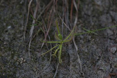 Drosera aquatica, photographed by Hugo Innes