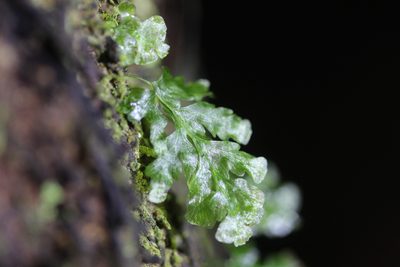 Polyphlebium venosum, photographed by Joe Dillon